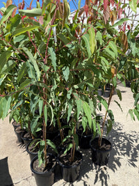 Dwarf Eucalyptus ‘Summer Red’ (Corymbia ficifolia) 300mm Pot (PICKUP ONLY) - Ladybird Nursery