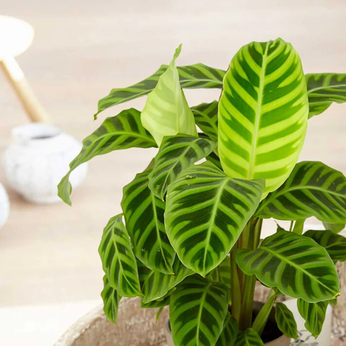 Prayer Plant (Calathea zebrina) - Ladybird Nursery