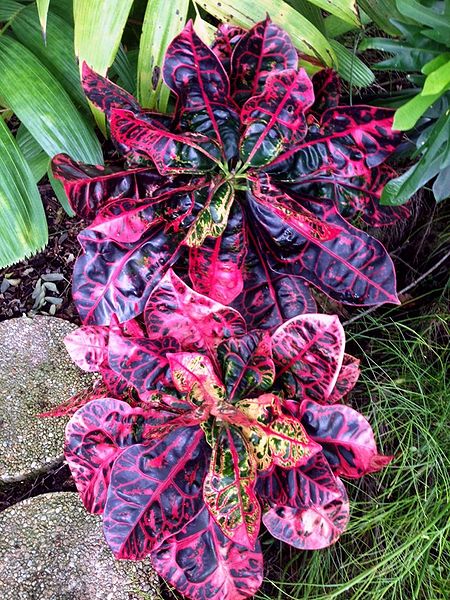 Croton Turtle Shell (Codiaeum variegatum)