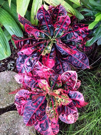 Croton Turtle Shell (Codiaeum variegatum) - Ladybird Nursery