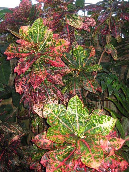 Croton Turtle Shell (Codiaeum variegatum) - Ladybird Nursery