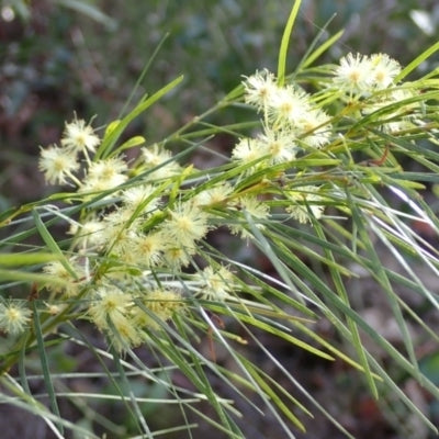 Bower Wattle Micro Matt (Acacia cognata)