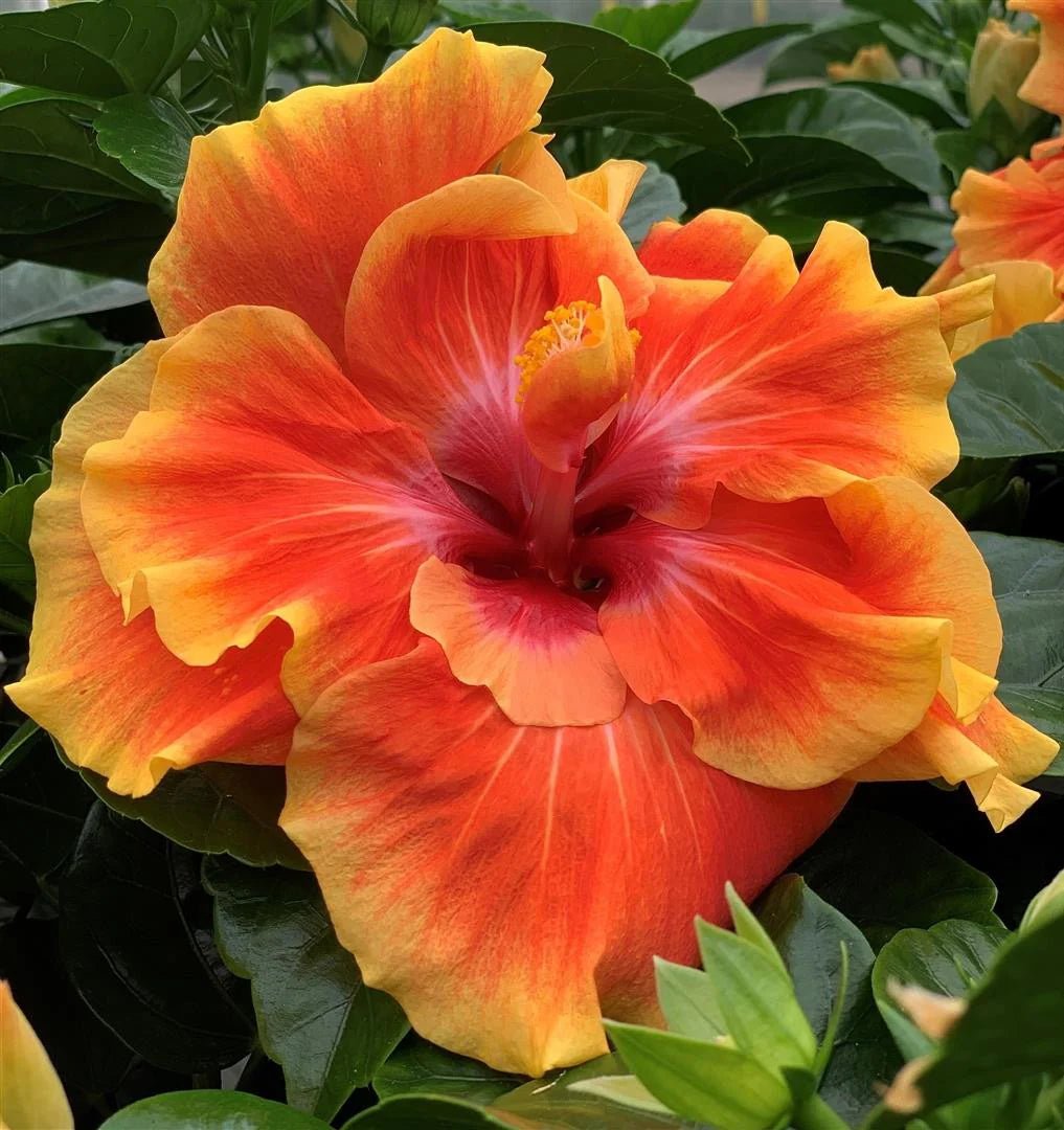 Hibiscus Flamenco™ 'Double Apollo' - Ladybird Nursery