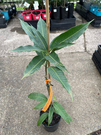 Mango ‘Saigon' - Ladybird Nursery