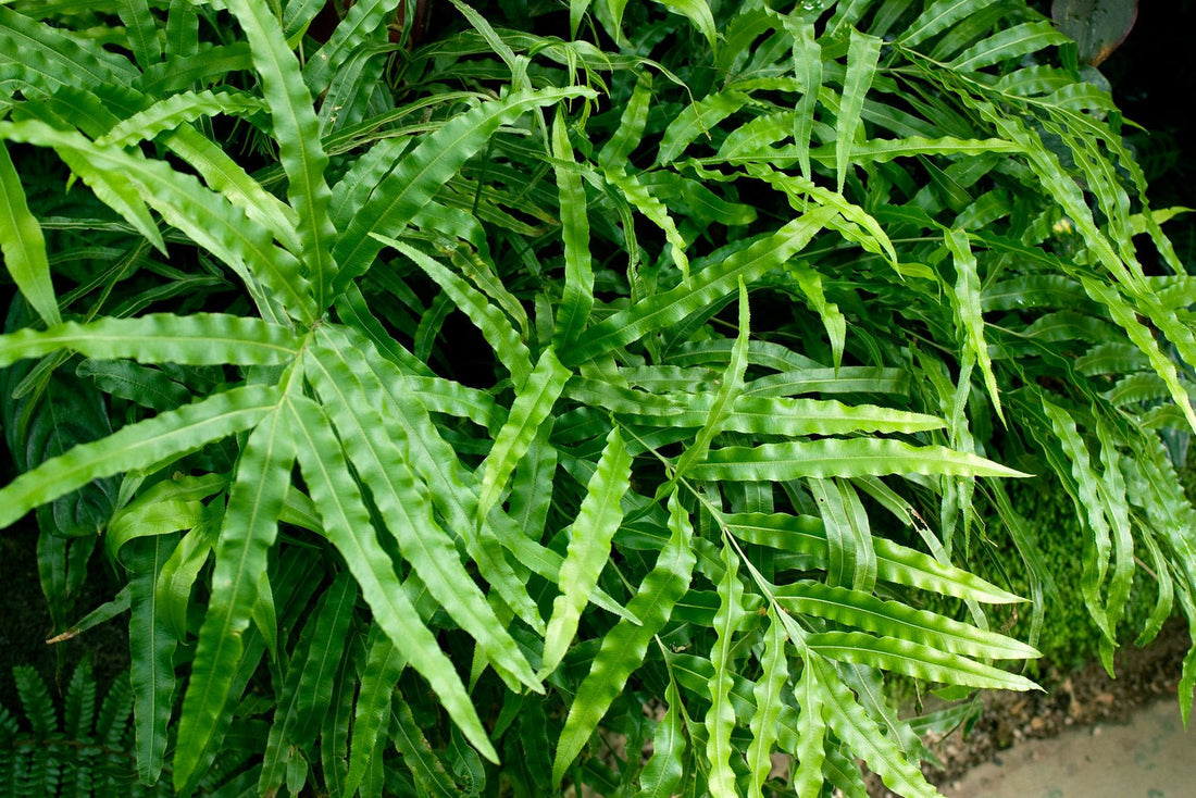 Pteris cretica Mixture - Ladybird Nursery