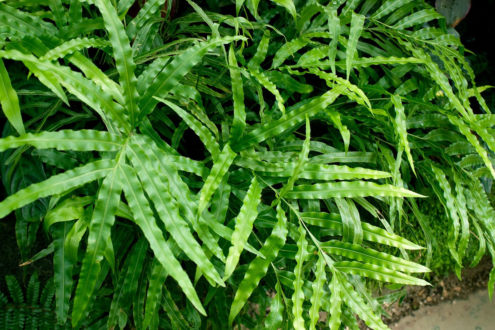 Pteris cretica Mixture - Ladybird Nursery