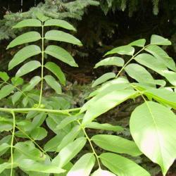 Walnut Placentia - Ladybird Nursery