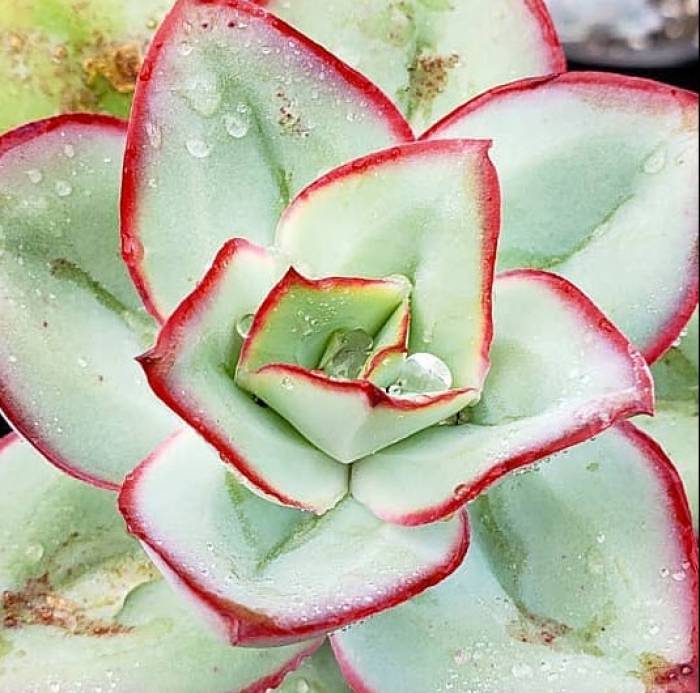 Hens and Chicks Fire Ice (Echeveria subrigida)