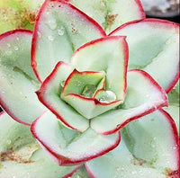 Hens and Chicks Fire Ice (Echeveria subrigida) - Ladybird Nursery