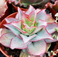 Hens and Chicks Fire Ice (Echeveria subrigida)