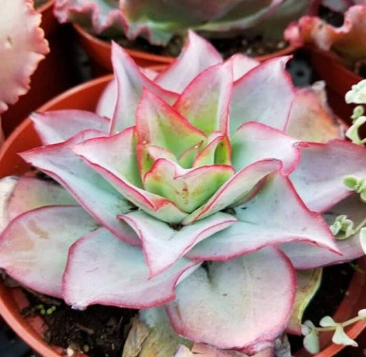 Hens and Chicks Fire Ice (Echeveria subrigida)