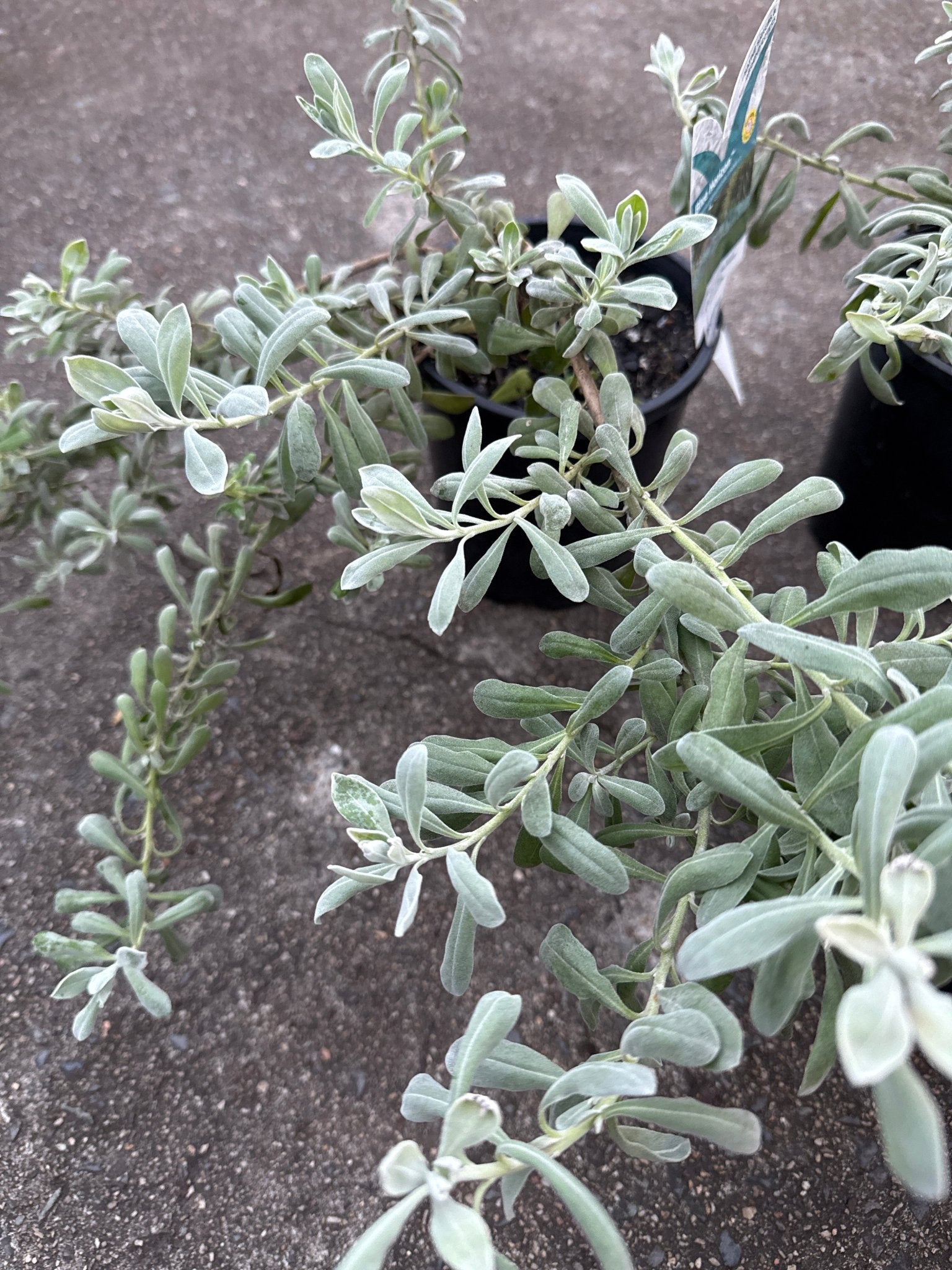 Emu Bush ‘Blue Horizon™’ (Eremophila glabra) groundcover - Ladybird Nursery