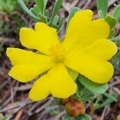 Guinea Flower (Hibbertia obtusifolia) - Ladybird Nursery