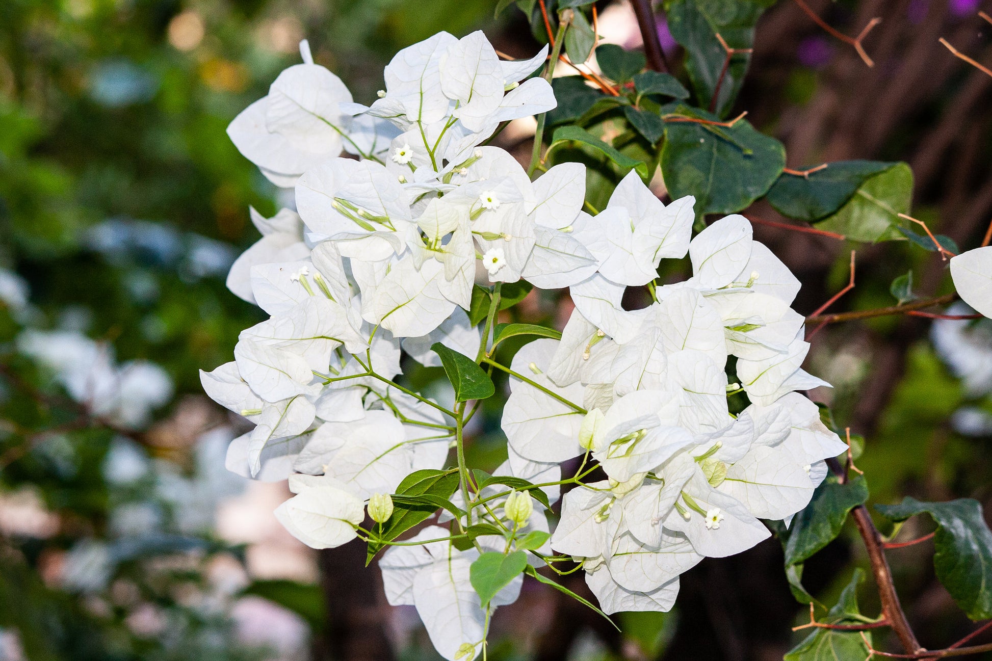 Bougainvillea Jamaican White (Bougainvillea glabra)