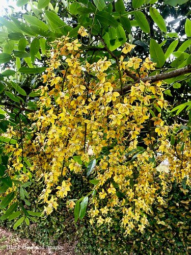 Brewster's Cassia (Cassia brewsteri) - Ladybird Nursery