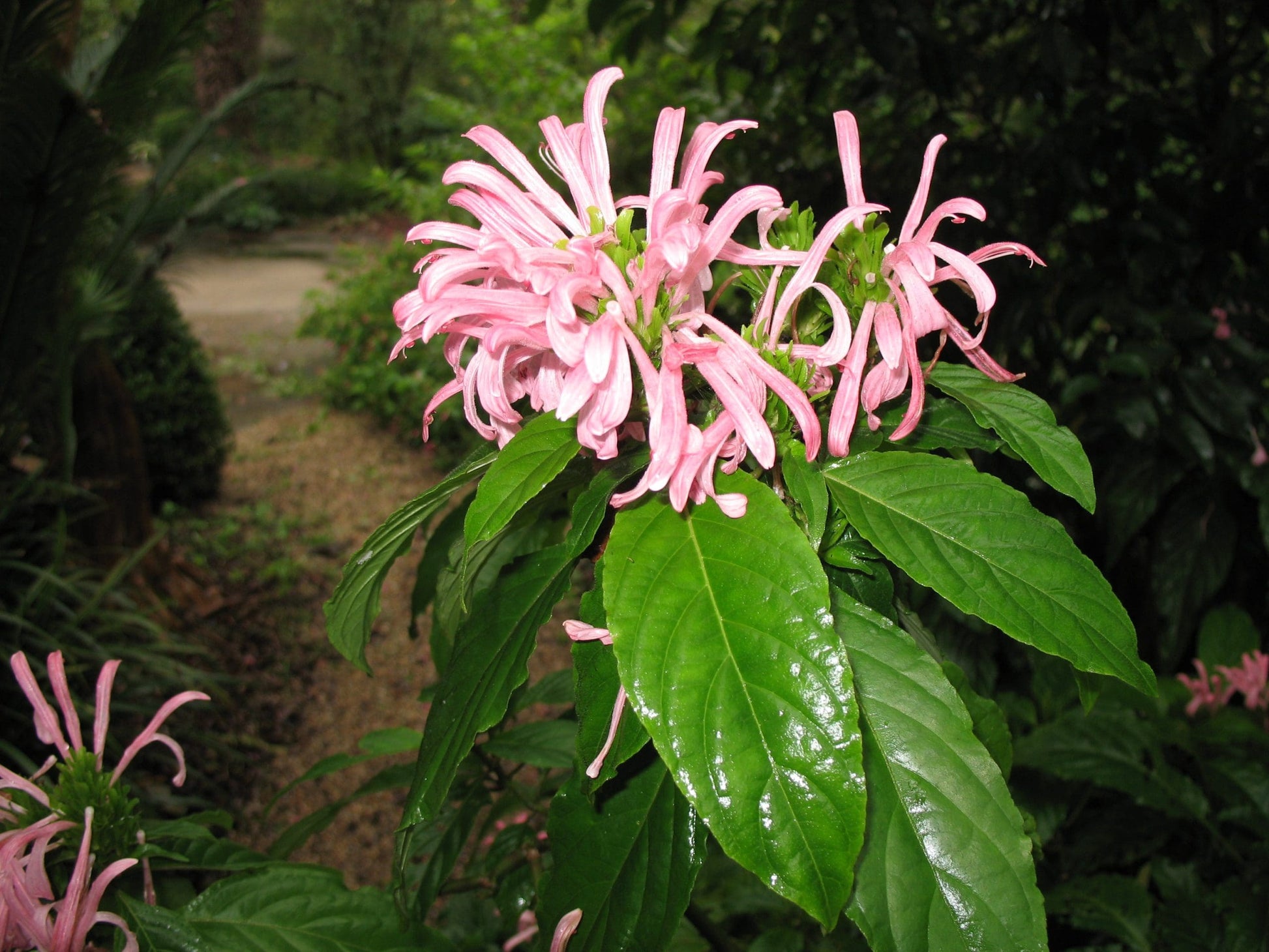 Brazilian Plume Flower (Justicia carnea)