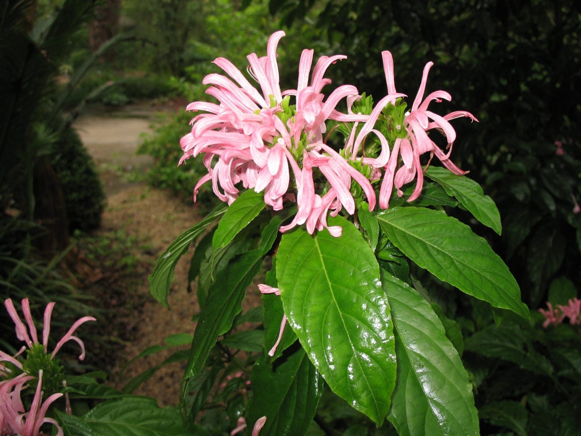 Brazilian Plume Flower (Justicia carnea) - Ladybird Nursery