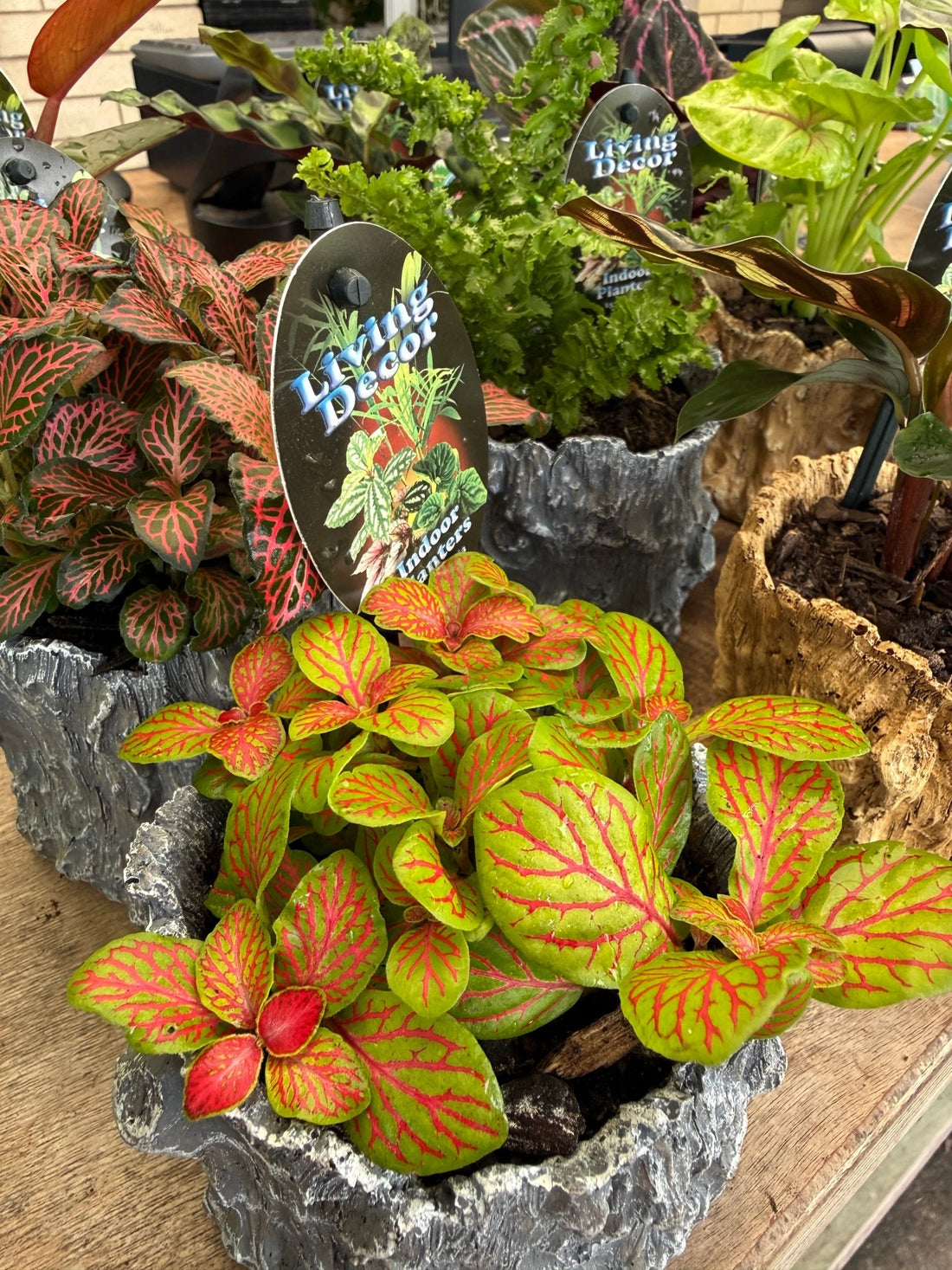 Single Planted Log Planter (Assorted Indoor Plant) - Ladybird Nursery