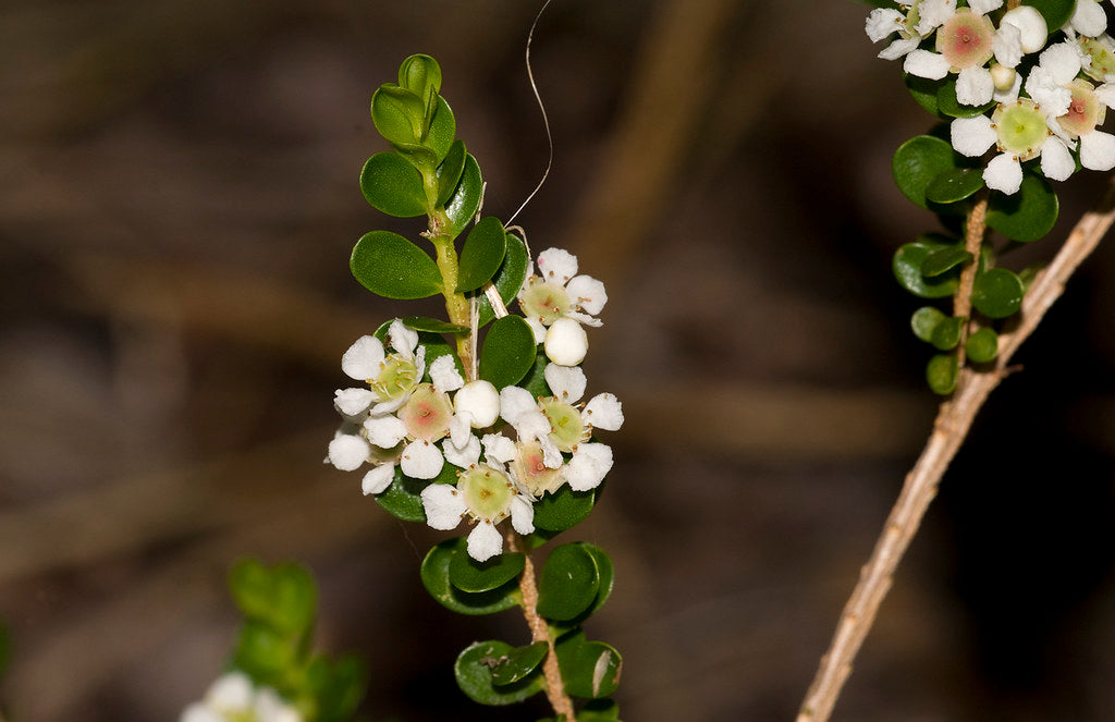 Tozer's Babingtonia (Babingtonia tozerensis)