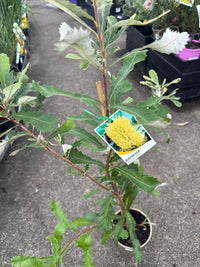 Coast Banksia (Banksia integrifolia) - Ladybird Nursery