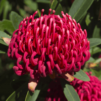 Warratah 'Braidwood Brilliant' (Telopea) - Ladybird Nursery