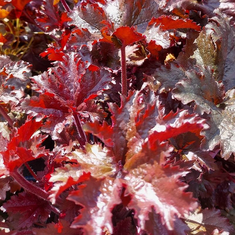 Heuchera Black Taffeta (Heuchera sanguinea) - Ladybird Nursery