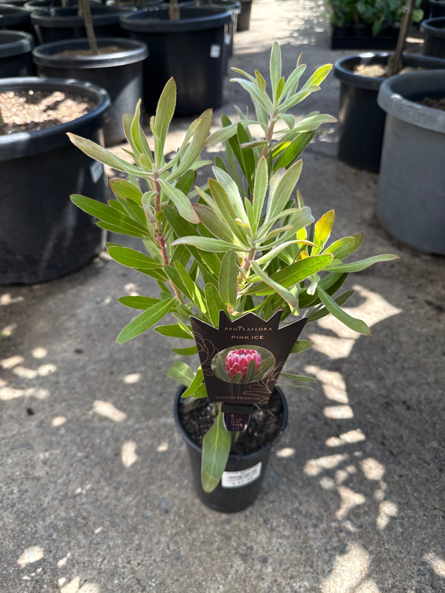 Protea 'Special Pink Ice' - Ladybird Nursery