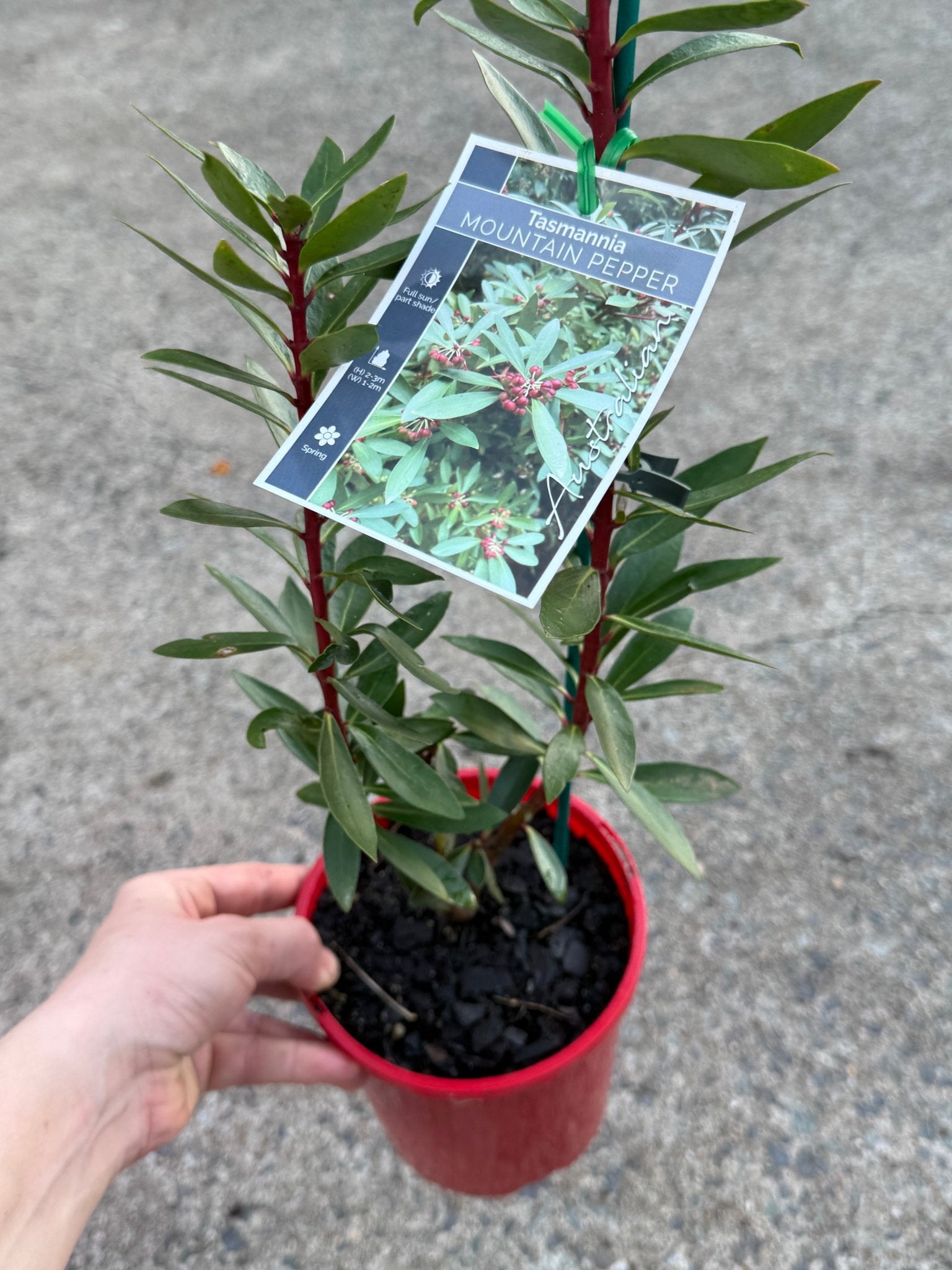 Native Mountain Pepper (Tasmannia lanceolata) FEMALE - Ladybird Nursery