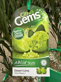 Dwarf Desert Lime (QLD Only) - Ladybird Nursery
