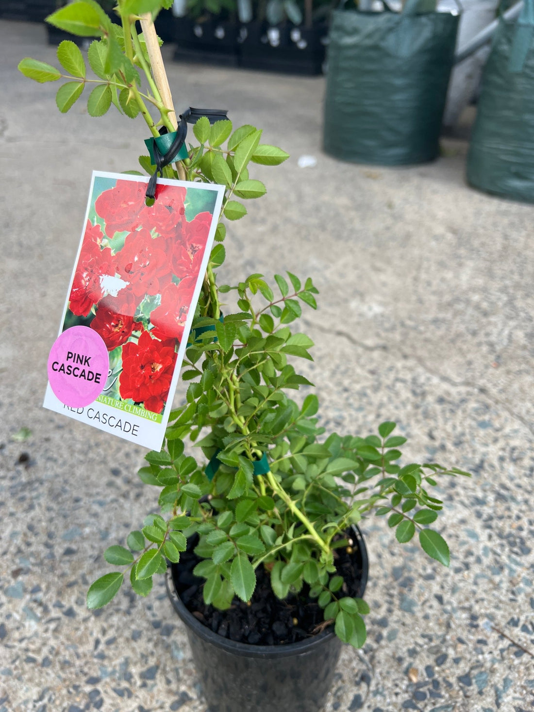 Rose 'Pink Cascade' (Climbing) - Ladybird Nursery