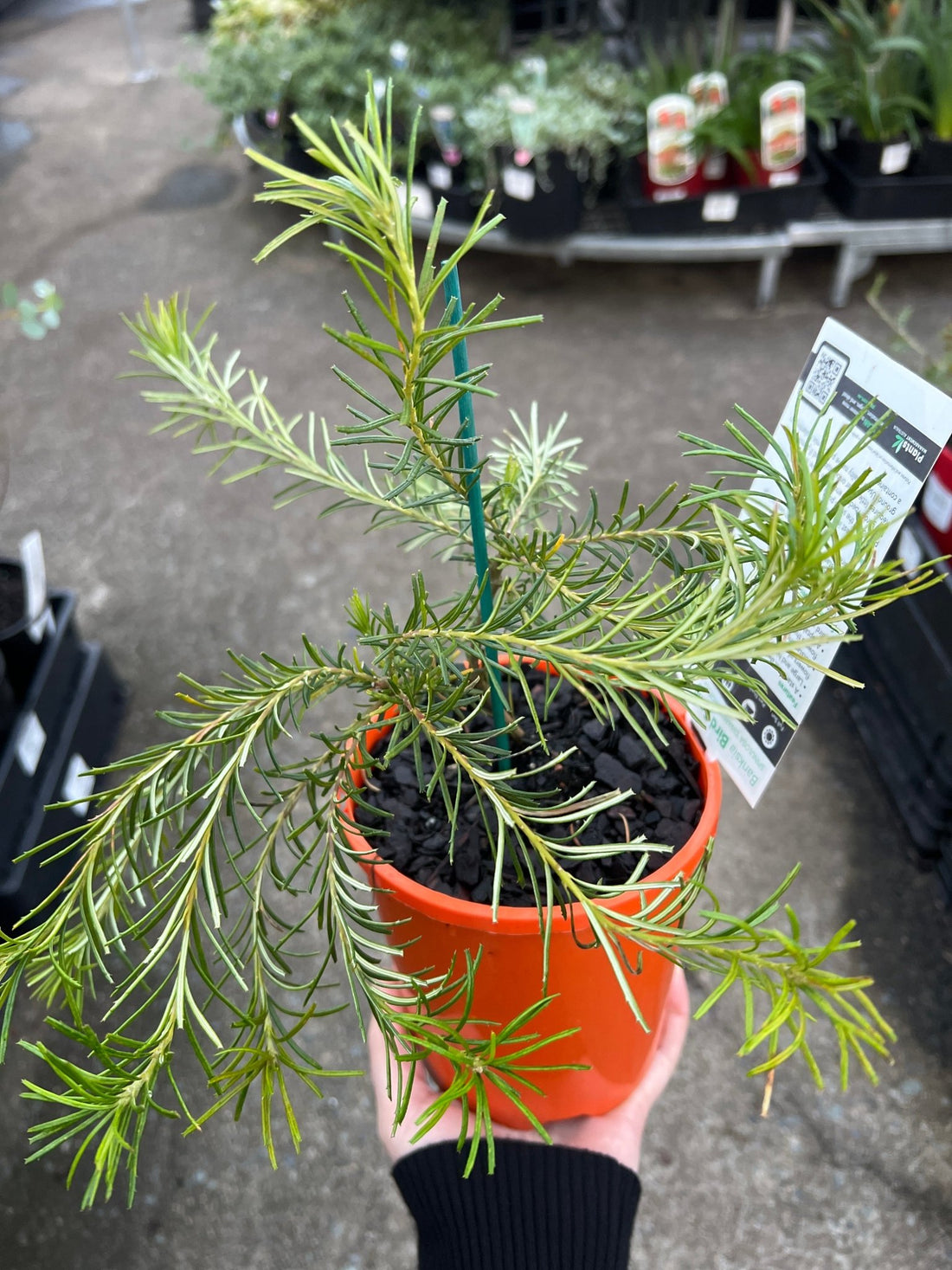 Banksia ‘Bird Song’ - Ladybird Nursery