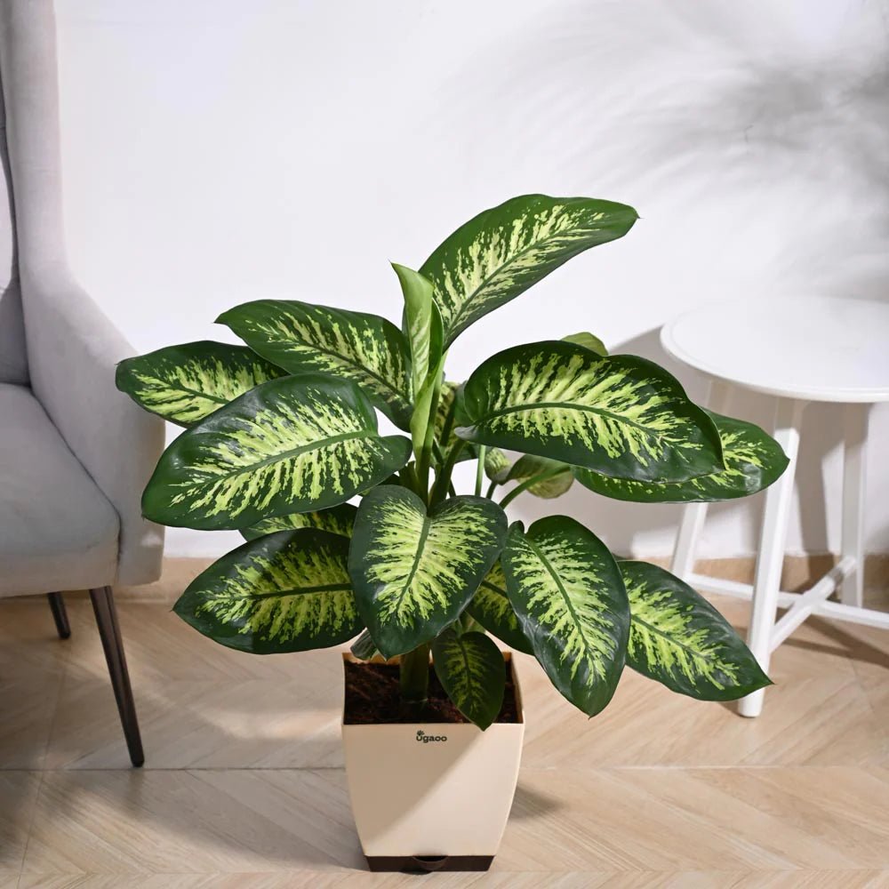 Dieffenbachia 'Tropic Snow' - Ladybird Nursery