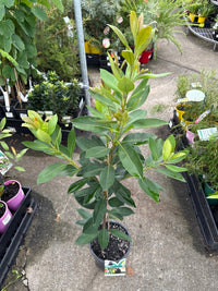 Water Gum LUSCIOUS® (Tristaniopsis laurina) - Ladybird Nursery