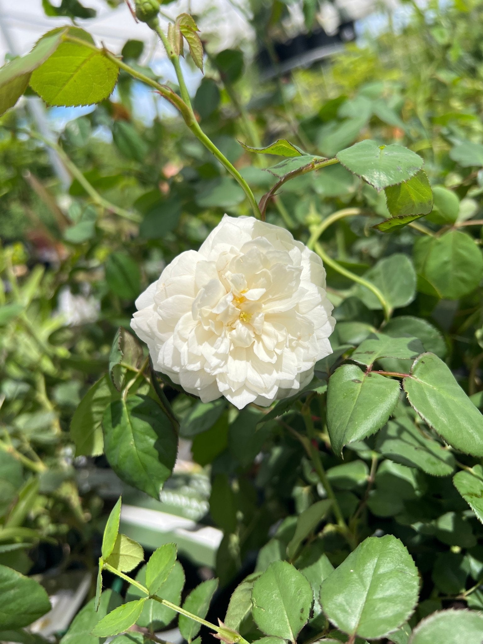 Rose 'William and Catherine' (David Austin) - Ladybird Nursery