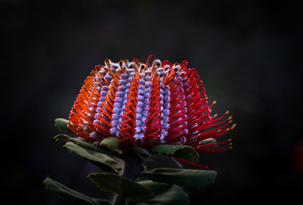 Scarlet Banksia (Banksia coccinea)