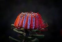Scarlet Banksia (Banksia coccinea)