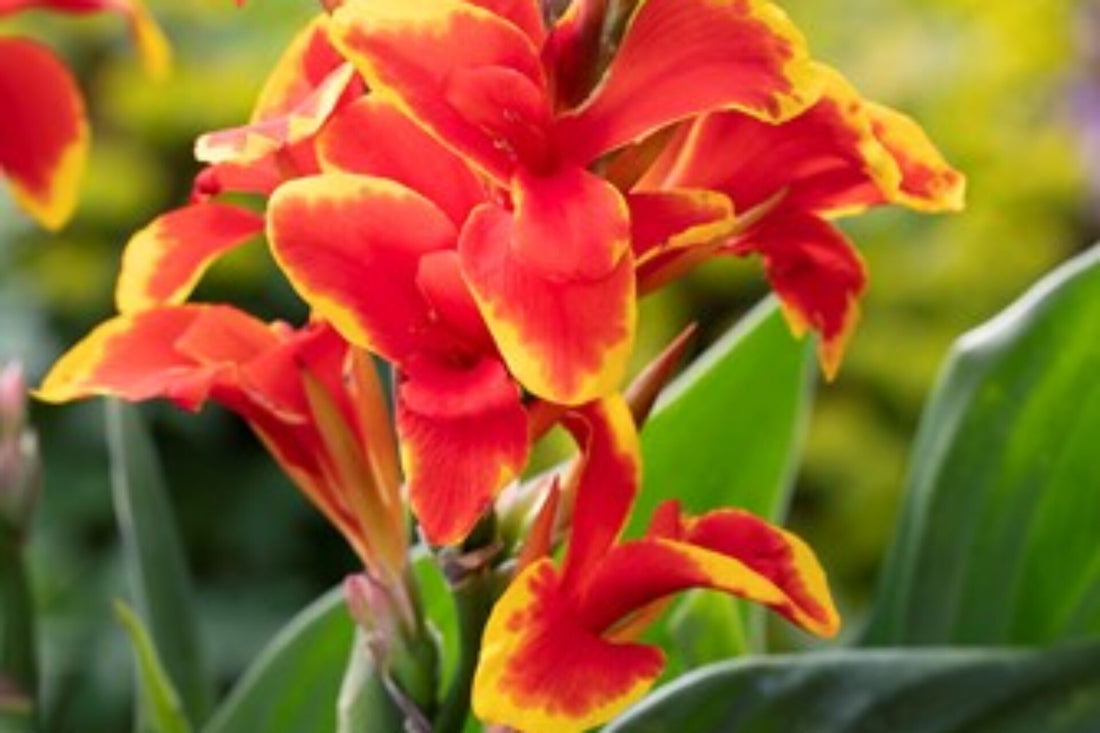 Canna generalis Cannova Red Orange Bicolour (Canna x.) - Ladybird Nursery
