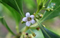 Boobialla (Myoporum boninense)