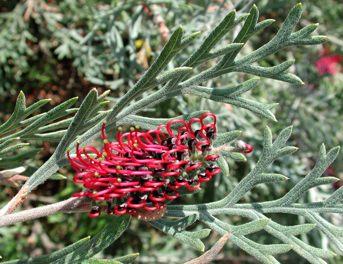 Grevillea Red Coral - Ladybird Nursery