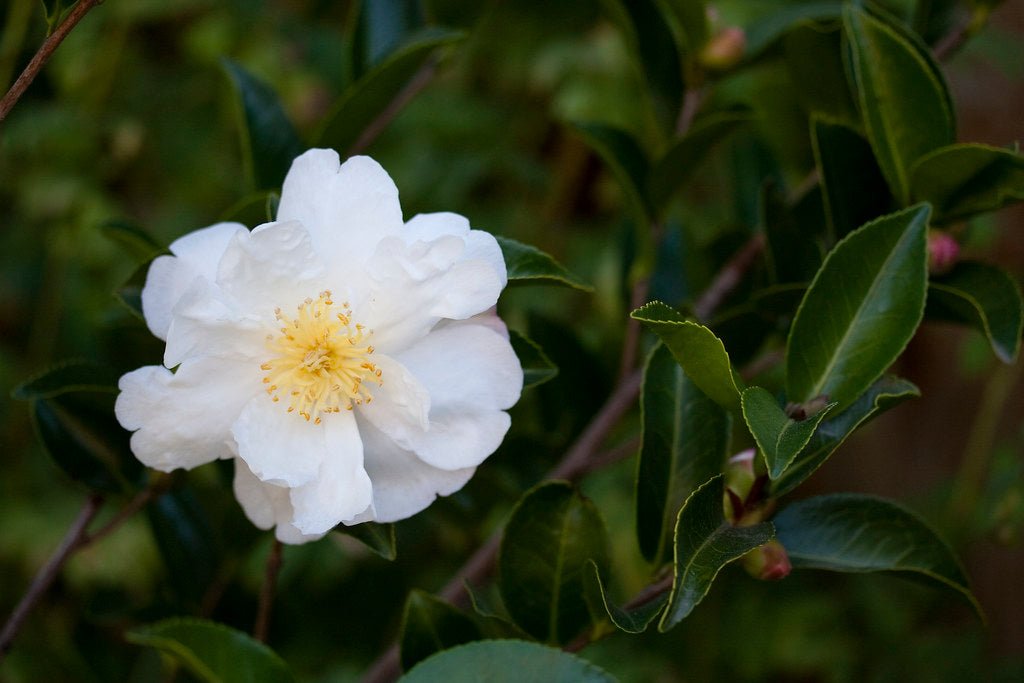Sasanqua Camellia Asakura (Camellia sasanqua) - Ladybird Nursery