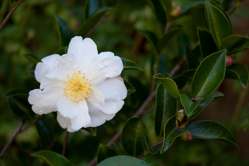 Sasanqua Camellia Asakura (Camellia sasanqua)