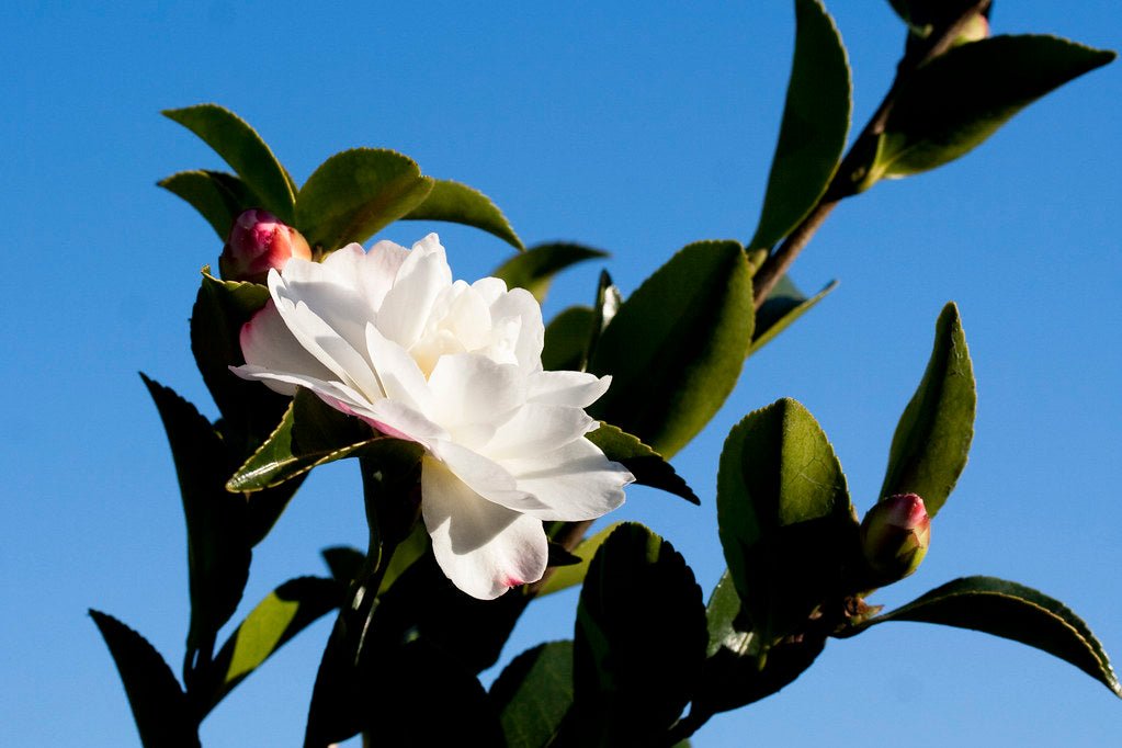 Sasanqua Camellia Asakura (Camellia sasanqua) - Ladybird Nursery