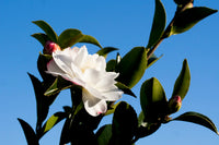 Sasanqua Camellia Asakura (Camellia sasanqua)
