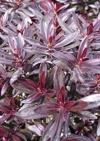 Hebe Turkish Delight - Ladybird Nursery