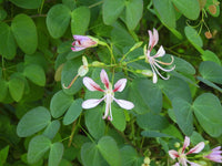 Climbing Pink Bauhinia Orchid Vine (Bauhinia corymbosa) - Ladybird Nursery