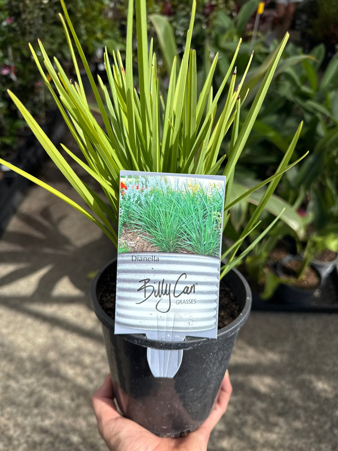 Flax Lily 'Streetscape™' (Dianella) - Ladybird Nursery