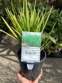 Flax Lily 'Streetscape™' (Dianella) - Ladybird Nursery