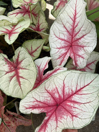 Caladium 'Fiesta' - Ladybird Nursery