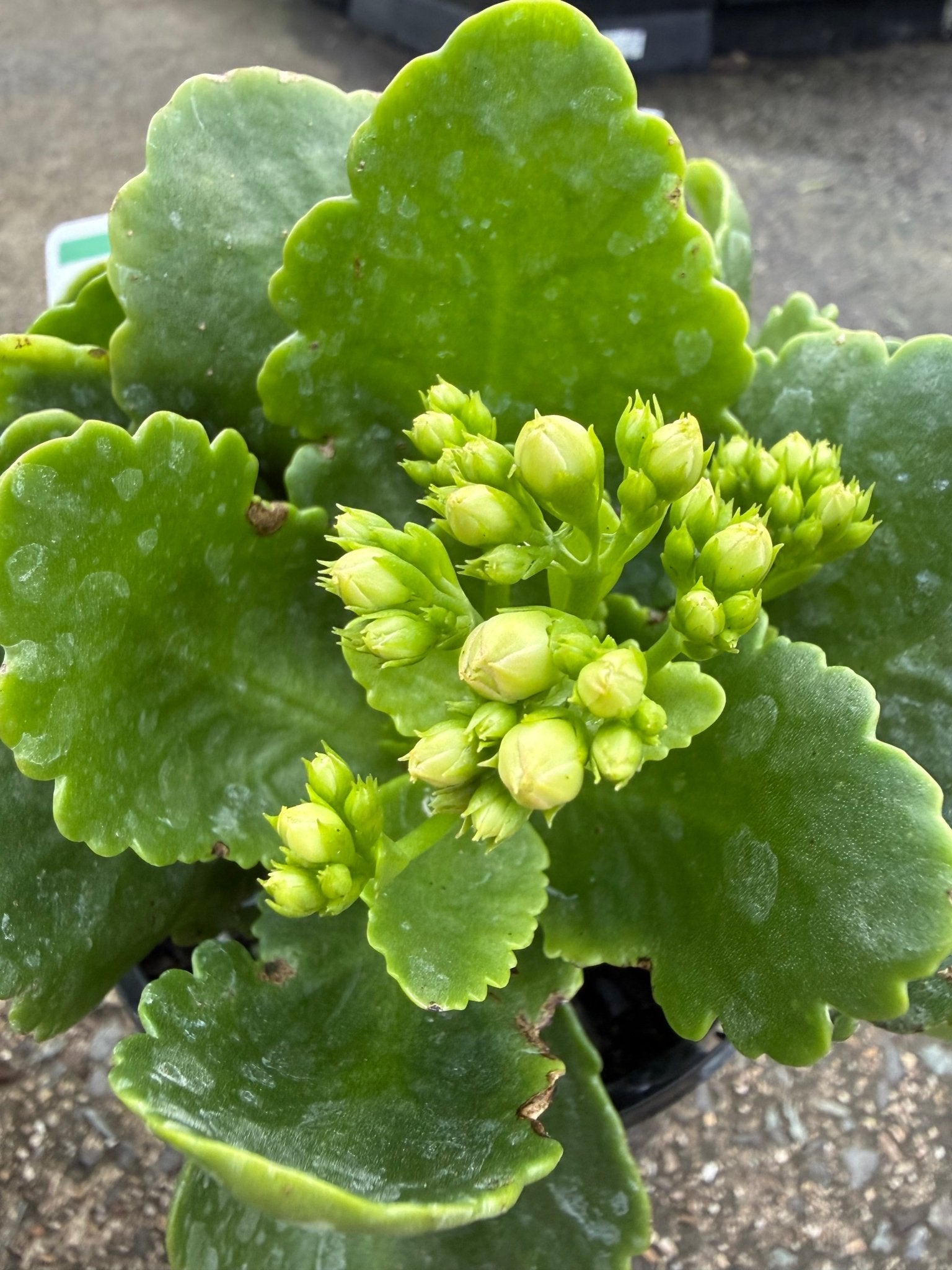 Kalanchoe 'Menzel White' (Kalanchoe calandiva) - Ladybird Nursery