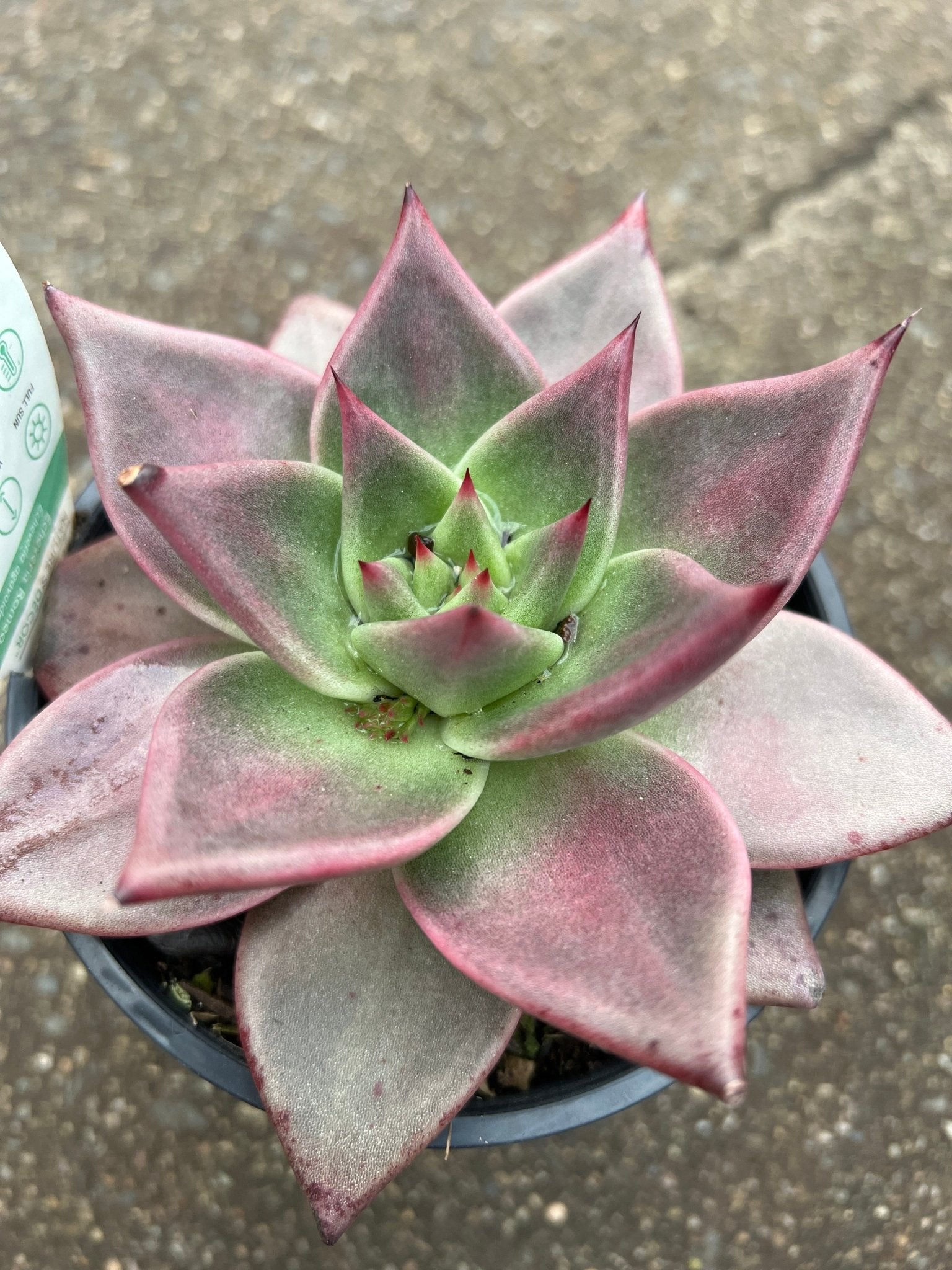 Echeveria 'Romeo' - Ladybird Nursery